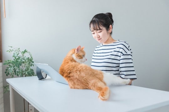 猫のお迎えを諦めてほしい…『猫を飼うと不幸になる人』の特徴4選