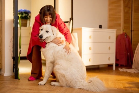 犬が飼い主に抱っこしてほしがるのはなぜ？可愛すぎるその心理を解説