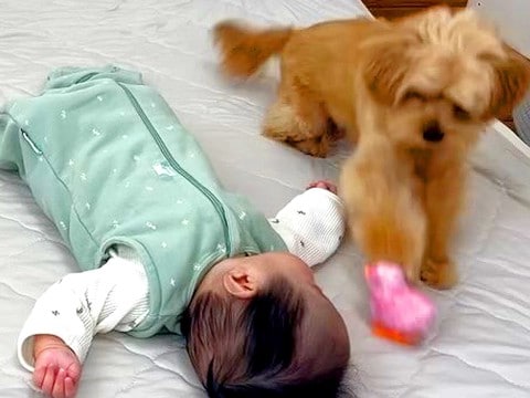 寝ている赤ちゃんの横でおもちゃが動き出したら、犬が…咄嗟に見せた『まさかの行動』が109万再生「有能すぎる」「最高のボディーガード」