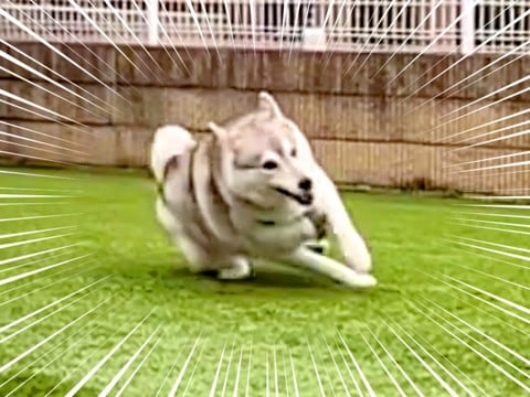 大型犬を『スローで撮影』していたら、まさかの…想像を超える『こけそうでこけない姿』が148万再生「ギリギリで草」「才能を感じるｗ」