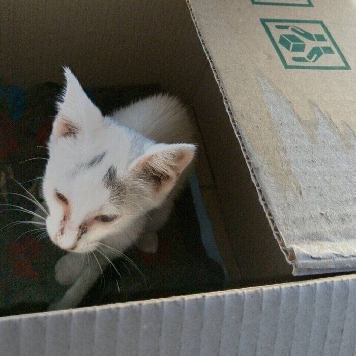 たまたま通った道路で“ひとり”鳴いていた子猫を保護→「見つけてもらえて本当によかったね」などのあたたかな声が集まる