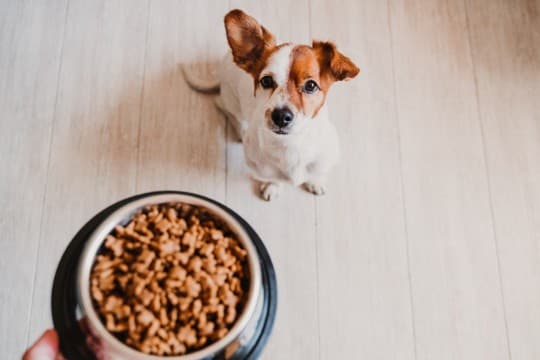 犬にしてはいけない絶対NGな『ご飯の与え方』5選　誤った方法で愛犬が命を落とすことも…