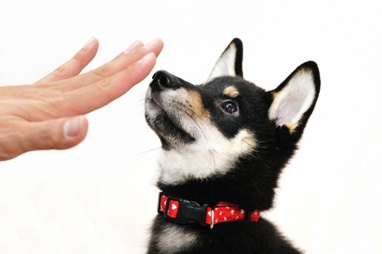 犬にしてはいけない楽しくないしつけ方法7つ　愛犬の気持ちに配慮してチャレンジしよう