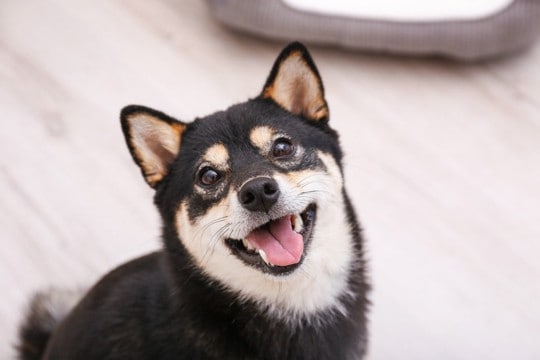 犬は『室内飼い』した方が長生きする？外飼いがよくないとされている理由とは