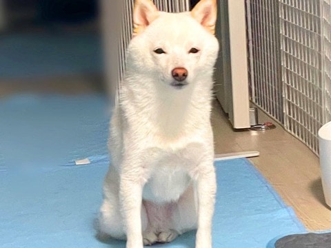 おすわりをしていた犬の脚をよく見てみたら…まさかの『変な座り方』が面白すぎると8万4000いいね「女将ですか？」「猫っぽくて草」と爆笑