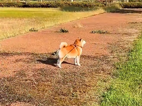 空港の近くで散歩をしていた犬→まさかの『3ヶ月ぶりの姉』が登場…見つけた瞬間の『感情大爆発』が34万再生「もはや悲鳴で草」「魂の叫び」