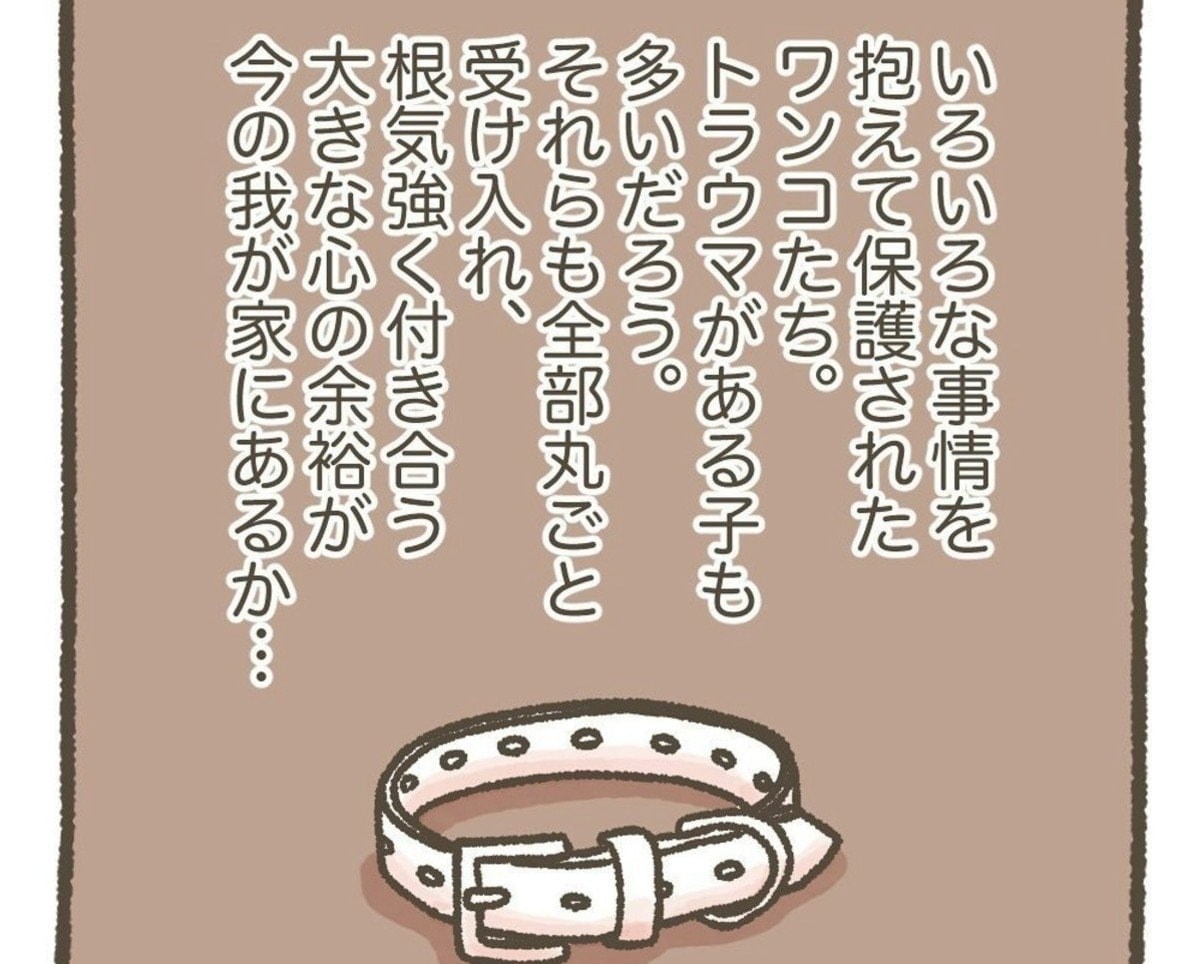 保護犬が抱える問題…丸ごと受け入れる余裕はある？｜我が家にわんこがやってくる