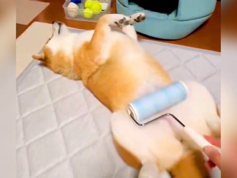 コロコロを使って犬を撫でてみた結果…まさかの『マッサージ機だと勘違いする光景』が1万いいね「めっちゃ気持ちよさそうｗ」「一石二鳥」と絶賛