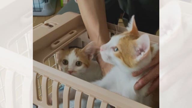 保護猫として迎えられた『小さくて細かった2匹の子猫』→1年の姿が……劇的な変化に癒やされる人続出「可愛すぎる」「仲良しで微笑ましい」