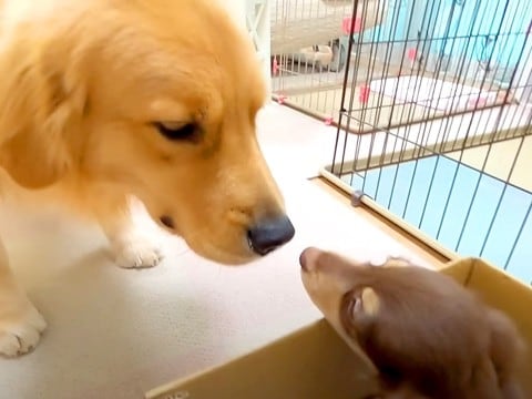 赤ちゃん犬を初めて家に入れたら、大型犬が…初対面での『まさかの反応』が思った以上だと212万再生「わくわく感スゴイ」「優しい目」と絶賛