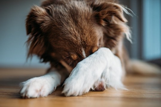 犬が『顔を掻く』理由5選　しきりにカキカキする原因や注意すべき症状とは？