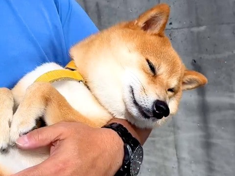 お出かけの途中で抱っこされた犬が…ここぞとばかりに見せた『まさかの仕草』が10万再生「薄目開けてて草」「人間の子どもと一緒ｗ」と大絶賛