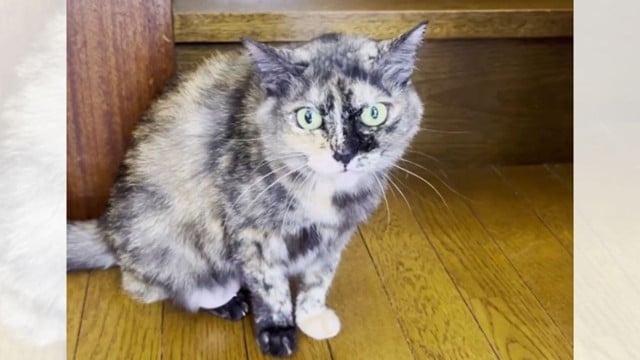 実家の猫と出会ってから3年が経過した結果…現在の『まさかのお出迎え姿』が64万8000再生「可愛すぎる」「ドア開くまえからｗ」と話題に