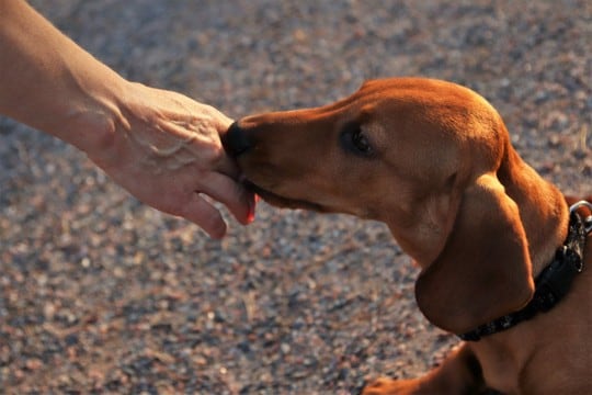 初対面の犬は勝手に触ってはいけない？　意外と知られていないリスクや注意点をご紹介