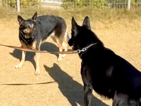 『警察犬の訓練所』で大型犬と出会った結果…エリート犬の『まさかのギャップ』が12万再生「ぐいぐい押してくるｗ」「癒された」と悶絶の声も