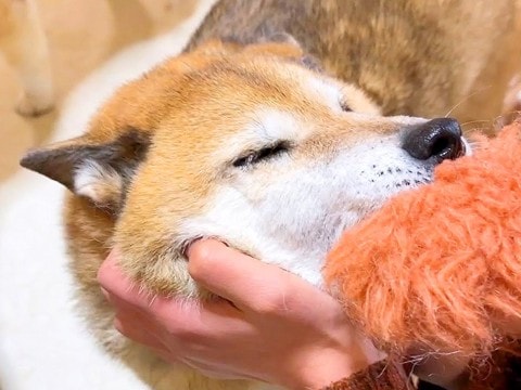 お姉ちゃんが出張から久しぶりに帰ってきたら、犬たちが…声にならないほどの『超絶大歓迎』が泣けると19万再生「もらい泣きした」「想像以上」