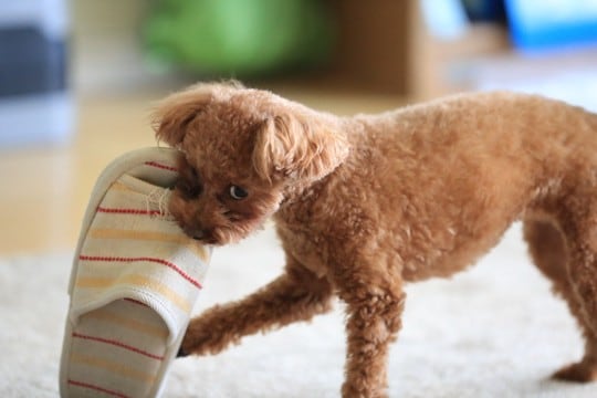 犬が飼い主の『ダメ！』を無視するのはなぜ？　その心理から言うことを聞かないときの対策方法までご紹介