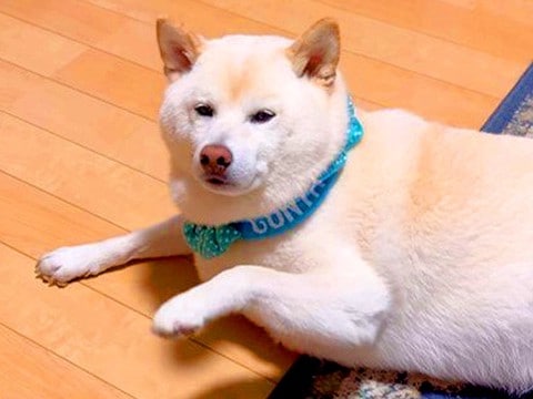 どうしても家族に甘えたい犬が、脚を…気づいてもらうために見せた『まさかの催促方法』が66万再生「トントン上手ｗ」「頭脳派で可愛い」と爆笑