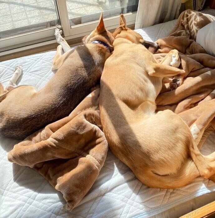 犬同士で背中をピタッとくっつけて眠る心理は？ ひなたぼっこしながら幸せそうにお昼寝タイム｜獣医師解説