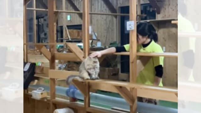 猫のことを撫で撫でしていたら→首は？…『まさかすぎる姿』が311万再生の大反響「おにぎりみたいｗ」「なんで！！なんで！！」と話題に