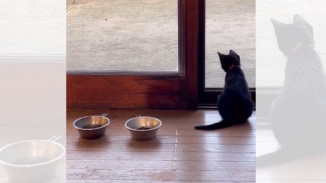 山奥で独りだったオヤジが子猫を救った結果…『心を思い出させてくれた』涙の結末が551万再生「感動をありがとう」「ただただ号泣」