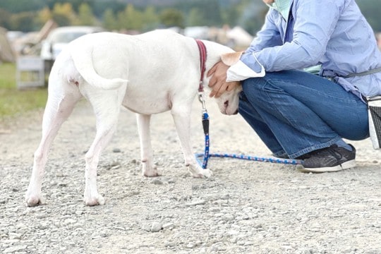 犬が頭を押し付けてくる４つの理由とは　より愛犬との絆が深まるかも？その愛おしい心理をご紹介