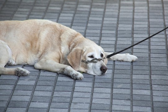 犬が『座り込んでしまう』原因5つ　散歩中に何度も…病気の可能性は？