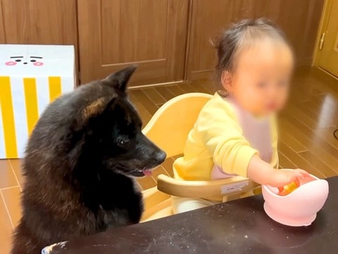 赤ちゃんがさつまいもを食べていたら、犬が催促してきて…まさかの『意思疎通をする光景』と驚きの行動が34万再生「優しいｗ」「念力通じた？」