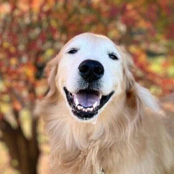 犬が車酔いをする原因と症状 おでかけ時の対策を獣医師に聞いた