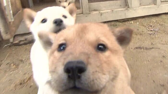 北海道犬の血統を守り続け半世紀　今年も赤ちゃんが誕生！