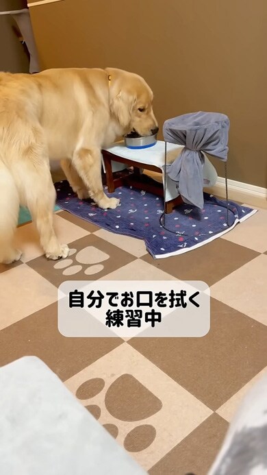 “お口を拭く練習中”の大型犬→何度も何度もチャレンジしたら……　“予想をはるかに上回る”結果が90万再生「尊すぎて涙出てきた」