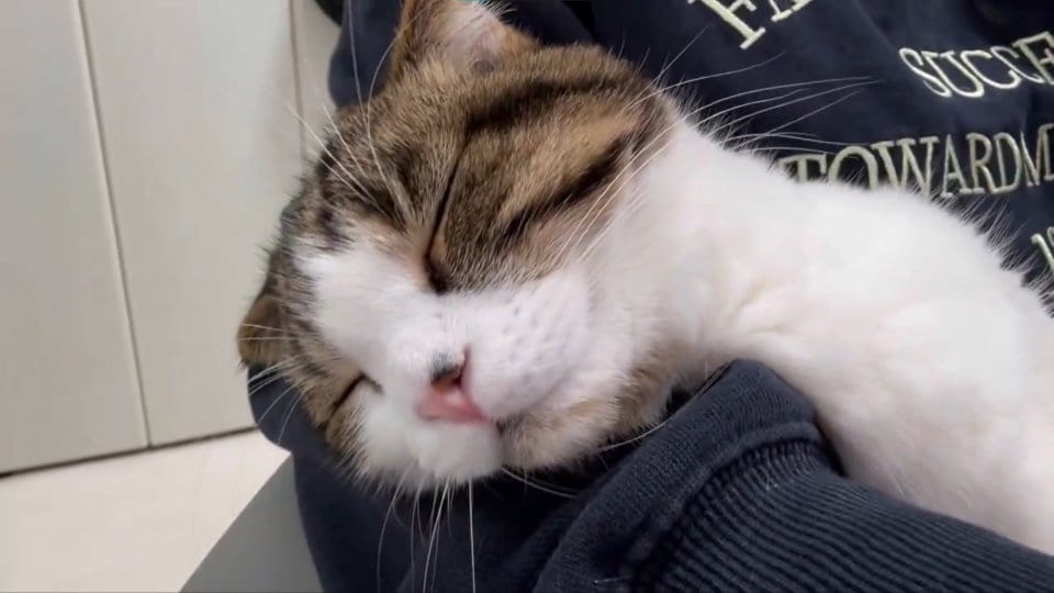 仕事を〝強制終了〟させた猫の行動に4万人もん絶　「可愛すぎてムリだー！！」