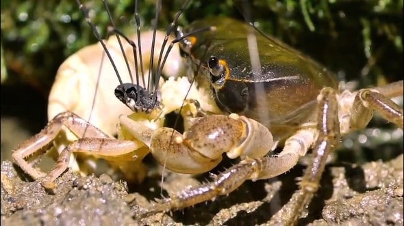 「昔の特撮怪獣映画」　食事中のサワガニに迫るのはまさかの……　予想外で貴重なシーン目撃に「いいもの見れた」