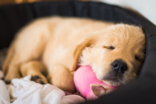 犬が『幸せ』を感じているか判断する方法はあるの？5つのチェック項目や必要なことまで