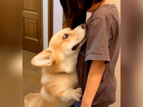 女の子が『よその犬』と遊んで帰宅したら、愛犬が…想像以上の『浮気チェック』が必死すぎると255万再生「目ガン開きで草」「結構厳しいｗ」