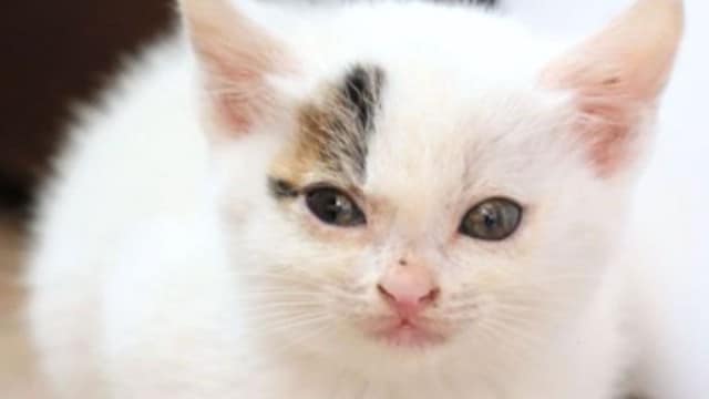 近所の菜園でピョコピョコしていた子猫を保護→7年後の姿が…『劇的ビフォーアフター』に反響続々「今もすっごく可愛い」「おめでとう！」