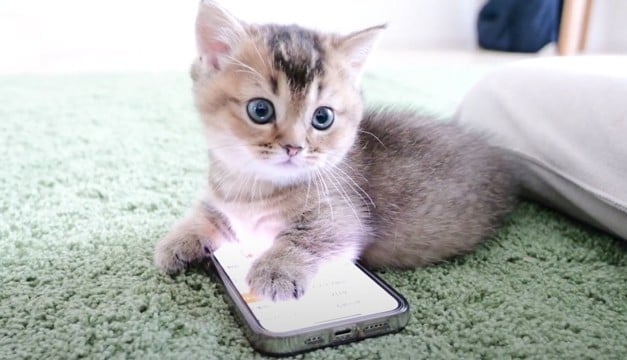 子猫にスマホを預けてみた結果…想像以上すぎる『使い方』が17万9000再生「さすが令和の子」「インターネットで注文しそう」