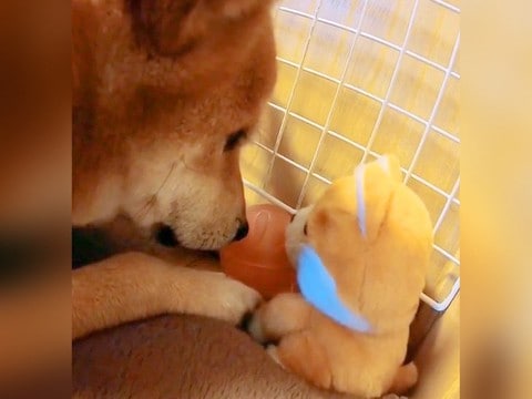 しゃべるぬいぐるみを買ったら、犬がコソコソと…まさかの『内緒話をしている光景』と結末が298万再生「楽しそうで良き」「最後で吹いたｗ」