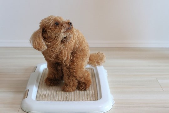 犬が人前でトイレができない原因3つ　実は飼い主の影響かも？すぐに試せる対策法までご紹介