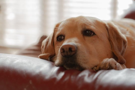 犬の『認知症』とは？病気が進行する5つの生活習慣や治療法についても解説