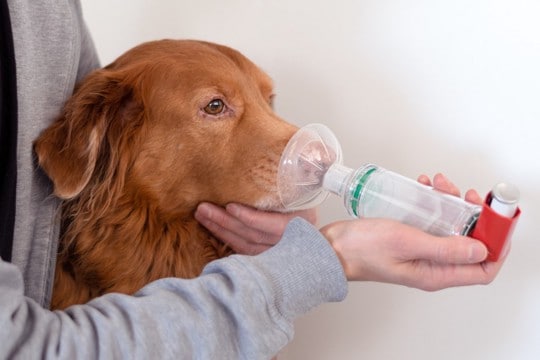 犬が『呼吸が苦しい』と伝えているサイン4選　危険な症状や自宅でできる応急処置まで