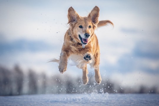 『天然キャラ』と思われている犬種5選　ちょっぴり抜けているワンコの特徴とは？