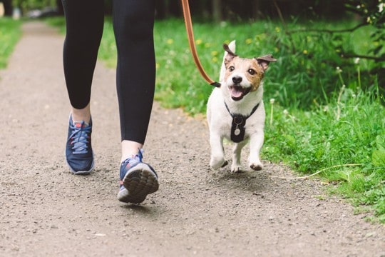 愛犬と快適な生活が送りやすい街の特徴5つ　引っ越す際に抑えておきたいポイントとは