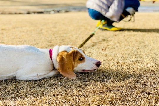 犬を『不幸』にさせる飼い主の共通点4選　愛犬に悲しい思いをさせないために事前に知っておくべきこととは