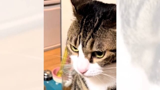 明らかに『怒っている表情の猫』が突然"乙女"に……まさかの理由が可愛すぎると128万再生突破「急に目が変わって可愛いｗ」「敵わないね」