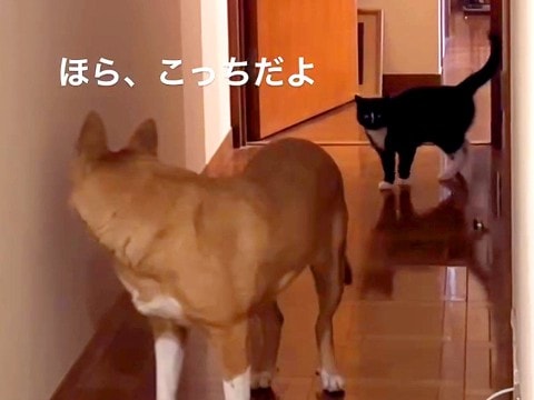 保護子猫がベッドの下から出てこなかったら、犬が…まさかすぎる『気遣い』が泣けると193万再生「なんて優しいの…涙」「動物の絆」と感動