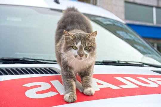 「救急車搬送センターに住む老猫」追放の危機を救ったのは、人々の熱意と支援だった　英国