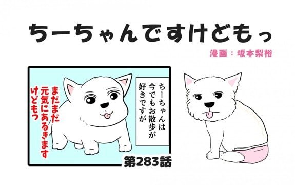 ちーちゃんですけどもっ【第283話】「シニア犬のお散歩のススメ①」