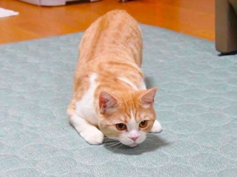 妹を捕まえたい姉猫→『臨戦態勢』に入って…まさかの『お尻フリフリ』に爆笑！4万4000再生「突っ込みどころ満載ｗ」「微笑ましい光景」