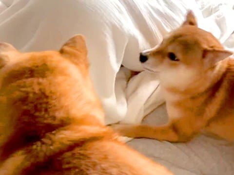 『内緒で帰宅してお布団に隠れるドッキリ』を犬に仕掛けた結果…尊すぎる『発見した時の反応』が87万再生「凄い探されっぷりｗ」「たまらん…」